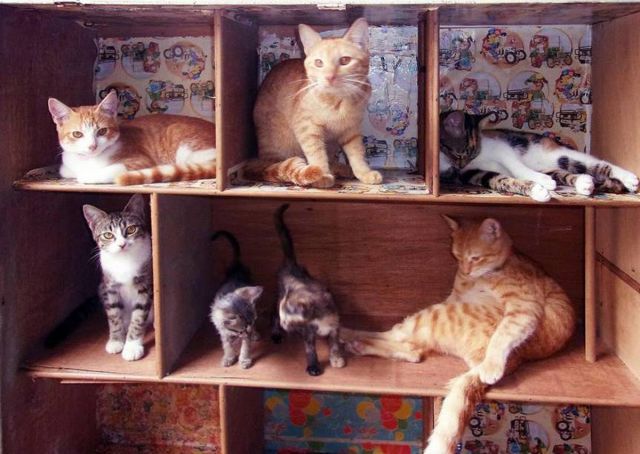 кошки на полках в шкафу